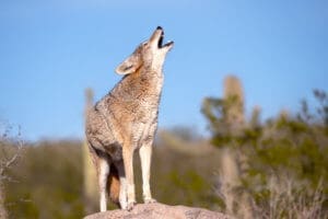 Coyotes Got their Reputation